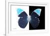 Miss Butterfly Hebomoia - X-Ray B&W Edition-Philippe Hugonnard-Framed Photographic Print