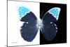 Miss Butterfly Hebomoia - X-Ray B&W Edition-Philippe Hugonnard-Mounted Photographic Print