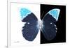 Miss Butterfly Hebomoia - X-Ray B&W Edition-Philippe Hugonnard-Framed Photographic Print