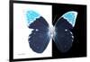 Miss Butterfly Hebomoia - X-Ray B&W Edition-Philippe Hugonnard-Framed Photographic Print