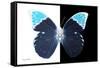 Miss Butterfly Hebomoia - X-Ray B&W Edition-Philippe Hugonnard-Framed Stretched Canvas