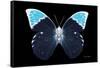 Miss Butterfly Hebomoia - X-Ray Black Edition-Philippe Hugonnard-Framed Stretched Canvas