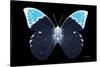 Miss Butterfly Hebomoia - X-Ray Black Edition-Philippe Hugonnard-Stretched Canvas