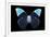 Miss Butterfly Hebomoia - X-Ray Black Edition-Philippe Hugonnard-Framed Photographic Print