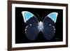 Miss Butterfly Hebomoia - X-Ray Black Edition-Philippe Hugonnard-Framed Photographic Print