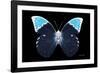 Miss Butterfly Hebomoia - X-Ray Black Edition-Philippe Hugonnard-Framed Photographic Print