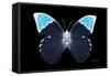 Miss Butterfly Hebomoia - X-Ray Black Edition-Philippe Hugonnard-Framed Stretched Canvas