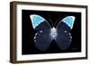 Miss Butterfly Hebomoia - X-Ray Black Edition-Philippe Hugonnard-Framed Photographic Print