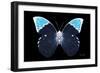 Miss Butterfly Hebomoia - X-Ray Black Edition-Philippe Hugonnard-Framed Photographic Print