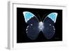 Miss Butterfly Hebomoia - X-Ray Black Edition-Philippe Hugonnard-Framed Photographic Print