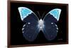 Miss Butterfly Hebomoia - X-Ray Black Edition-Philippe Hugonnard-Framed Photographic Print