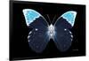 Miss Butterfly Hebomoia - X-Ray Black Edition-Philippe Hugonnard-Framed Photographic Print