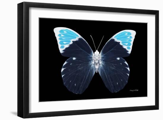 Miss Butterfly Hebomoia - X-Ray Black Edition-Philippe Hugonnard-Framed Premium Photographic Print