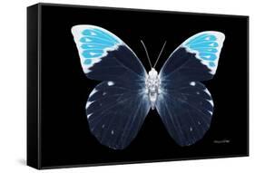 Miss Butterfly Hebomoia - X-Ray Black Edition-Philippe Hugonnard-Framed Stretched Canvas