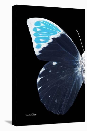 Miss Butterfly Hebomoia - X-Ray Left Black Edition-Philippe Hugonnard-Stretched Canvas