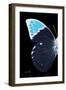 Miss Butterfly Hebomoia - X-Ray Left Black Edition-Philippe Hugonnard-Framed Photographic Print