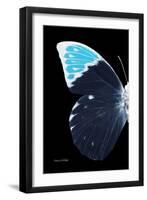 Miss Butterfly Hebomoia - X-Ray Left Black Edition-Philippe Hugonnard-Framed Photographic Print