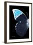 Miss Butterfly Hebomoia - X-Ray Left Black Edition-Philippe Hugonnard-Framed Photographic Print