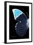 Miss Butterfly Hebomoia - X-Ray Left Black Edition-Philippe Hugonnard-Framed Photographic Print