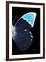 Miss Butterfly Hebomoia - X-Ray Right Black Edition-Philippe Hugonnard-Framed Premium Photographic Print