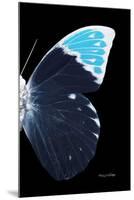 Miss Butterfly Hebomoia - X-Ray Right Black Edition-Philippe Hugonnard-Mounted Premium Photographic Print
