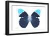 Miss Butterfly Hebomoia - X-Ray White Edition-Philippe Hugonnard-Framed Photographic Print