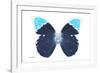 Miss Butterfly Hebomoia - X-Ray White Edition-Philippe Hugonnard-Framed Photographic Print