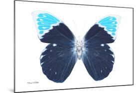 Miss Butterfly Hebomoia - X-Ray White Edition-Philippe Hugonnard-Mounted Photographic Print