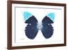 Miss Butterfly Hebomoia - X-Ray White Edition-Philippe Hugonnard-Framed Photographic Print