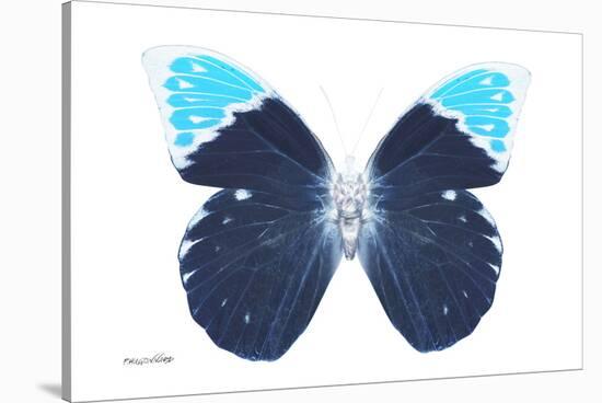 Miss Butterfly Hebomoia - X-Ray White Edition-Philippe Hugonnard-Stretched Canvas