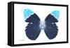 Miss Butterfly Hebomoia - X-Ray White Edition-Philippe Hugonnard-Framed Stretched Canvas