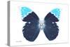 Miss Butterfly Hebomoia - X-Ray White Edition-Philippe Hugonnard-Stretched Canvas