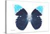 Miss Butterfly Hebomoia - X-Ray White Edition-Philippe Hugonnard-Stretched Canvas