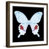 Miss Butterfly Hermosanus Sq - X-Ray Black Edition-Philippe Hugonnard-Framed Photographic Print