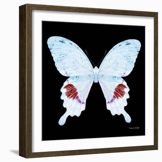 Miss Butterfly Hermosanus Sq - X-Ray Black Edition-Philippe Hugonnard-Framed Photographic Print