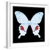 Miss Butterfly Hermosanus Sq - X-Ray Black Edition-Philippe Hugonnard-Framed Photographic Print