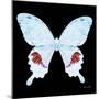 Miss Butterfly Hermosanus Sq - X-Ray Black Edition-Philippe Hugonnard-Mounted Photographic Print