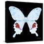 Miss Butterfly Hermosanus Sq - X-Ray Black Edition-Philippe Hugonnard-Stretched Canvas