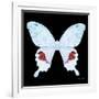 Miss Butterfly Hermosanus Sq - X-Ray Black Edition-Philippe Hugonnard-Framed Photographic Print