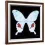 Miss Butterfly Hermosanus Sq - X-Ray Black Edition-Philippe Hugonnard-Framed Photographic Print