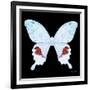 Miss Butterfly Hermosanus Sq - X-Ray Black Edition-Philippe Hugonnard-Framed Photographic Print