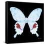 Miss Butterfly Hermosanus Sq - X-Ray Black Edition-Philippe Hugonnard-Framed Stretched Canvas