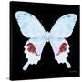 Miss Butterfly Hermosanus Sq - X-Ray Black Edition-Philippe Hugonnard-Stretched Canvas