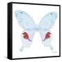 Miss Butterfly Hermosanus Sq - X-Ray White Edition-Philippe Hugonnard-Framed Stretched Canvas