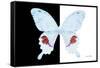 Miss Butterfly Hermosanus - X-Ray B&W Edition-Philippe Hugonnard-Framed Stretched Canvas