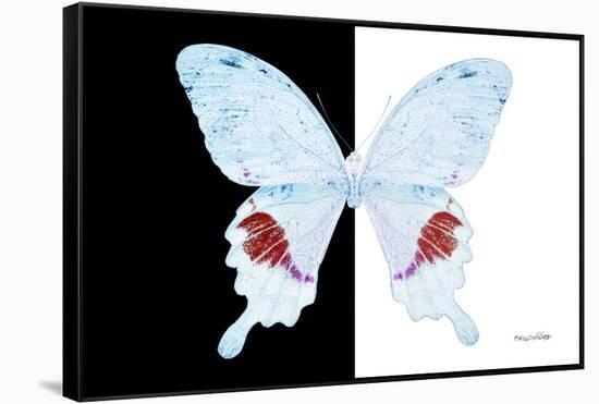 Miss Butterfly Hermosanus - X-Ray B&W Edition-Philippe Hugonnard-Framed Stretched Canvas