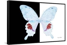 Miss Butterfly Hermosanus - X-Ray B&W Edition-Philippe Hugonnard-Framed Stretched Canvas