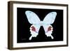 Miss Butterfly Hermosanus - X-Ray Black Edition-Philippe Hugonnard-Framed Photographic Print