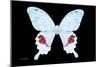 Miss Butterfly Hermosanus - X-Ray Black Edition-Philippe Hugonnard-Mounted Photographic Print