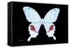 Miss Butterfly Hermosanus - X-Ray Black Edition-Philippe Hugonnard-Framed Stretched Canvas